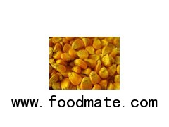 Yellow Indian Corn / Maize