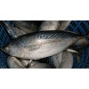 Skipjack Tuna