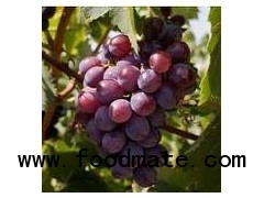 Red Grape juice concentrate