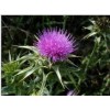 Milk Thistle P.E.(Silymarin 80%)