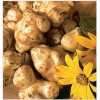 Jerusalem Artichoke Fresh Tuber