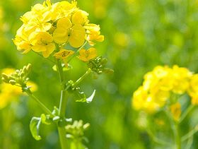 oilseed