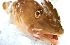 Iceland cod