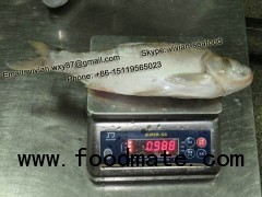 Frozen Silver Carp Whole Round