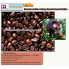 100 % Pure Luwak Roasted Coffee Bean From Sumatra