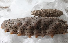 American sea cucumber