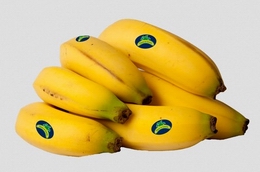 tropical bananas