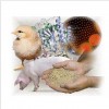 poultry feed additive enzyme