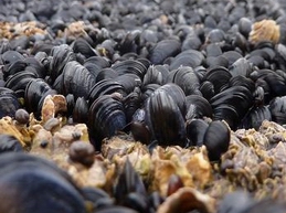 mussel