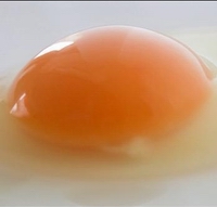 egg