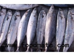 spanish mackerel king fish