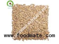 barley malt / beer raw material