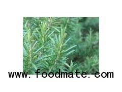 Rosemary Extract Carnosic acid