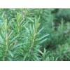 Rosemary Extract Carnosic acid