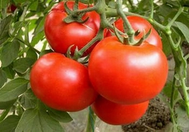 tomato