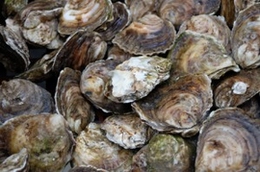 shellfish