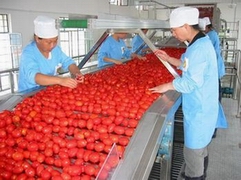 tomato paste