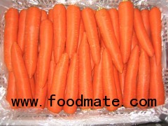 Fresh Carrot