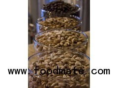 brewing malt/barley malt