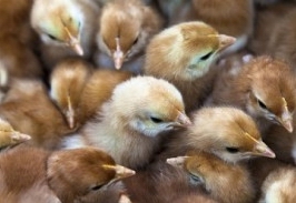 baby chikens