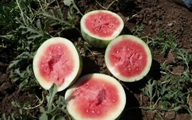 watermelons