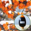 organic  pure &natural &functional sea buckthorn fruit juice concentrate