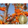 EU,US organic certificate sea buckthorn fruit juice powder