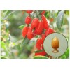 Organic Spray Dried Goji Powder