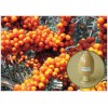 Sea buckthorn OPC