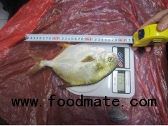 Golden Pomfret