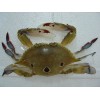 Three Spot Crab