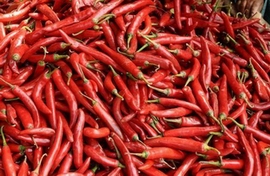 red chilli