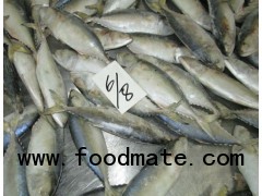 FROZEN INDIAN MACKEREL