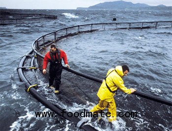 Marine Harvest sea farms