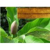 Officinal Magnolia Bark Extract Magnolol and honokiol