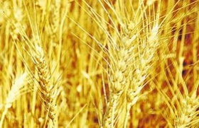 wheat