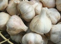 GARLIC