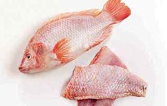 farmed tilapia