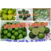 fresh lime, frozen lime, lime seedless, lime leaves