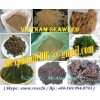 e.cottonii, spinosum, sargassum, ulva lactuca, gracilaria, seagrapes, seaweed, sea moss, umibudou