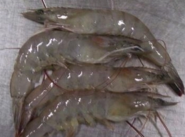 shrimp