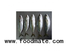 Indian Mackerel Fish