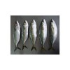 Indian Mackerel Fish