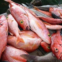 red snapper