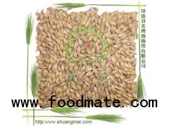 barley malt