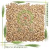 barley malt