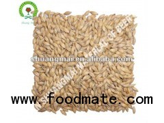 barley malt