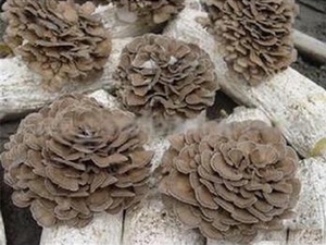 Maitake mushrooms