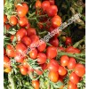 Tomato Seeds