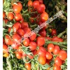 Tomato Seeds